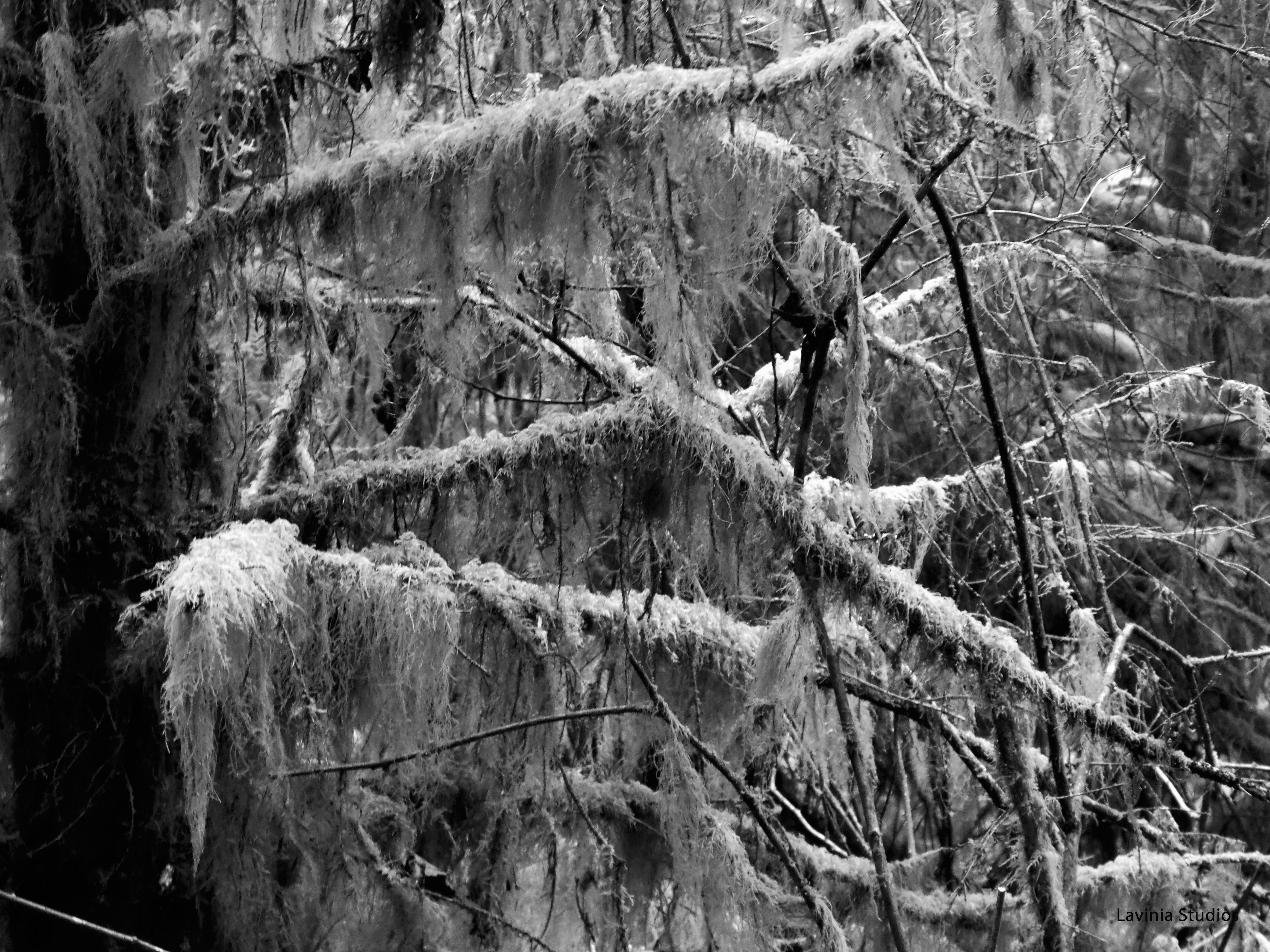 Guest Blog Post: Poetry and Image by Anne Leigh Parrish