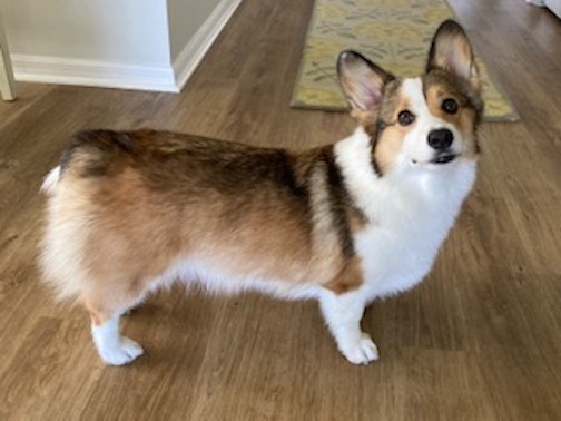 Guest Blog Post: How a Corgi Supercharged My Writing Life by Regina Buttner (Author of “Down a Bad Road”)