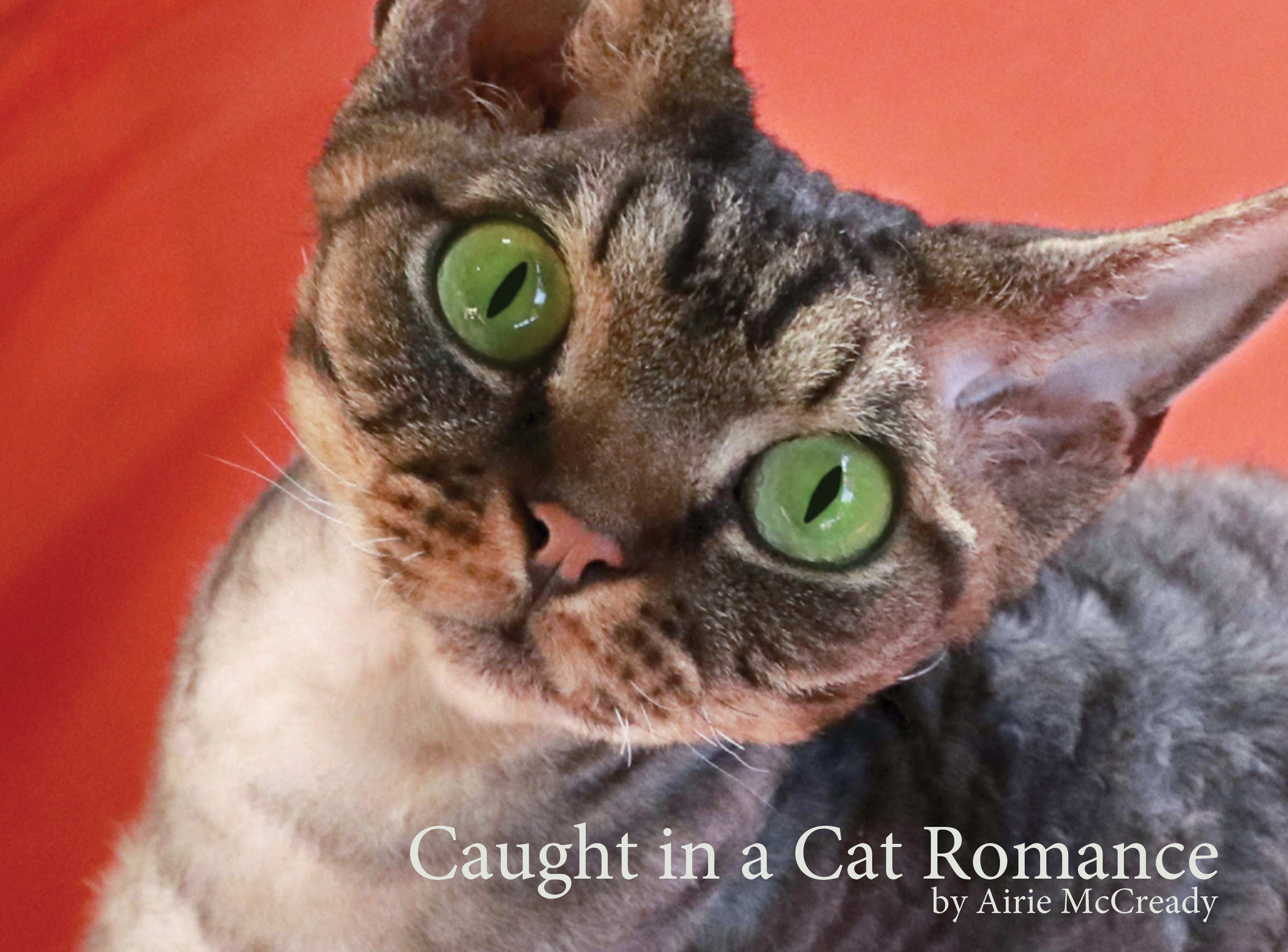 Caught in a Cat Romance by Airie McCready Review